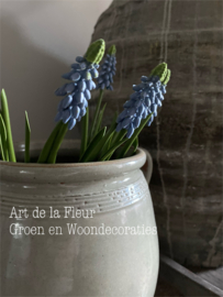 Blauwe Druifjes 5 stuks