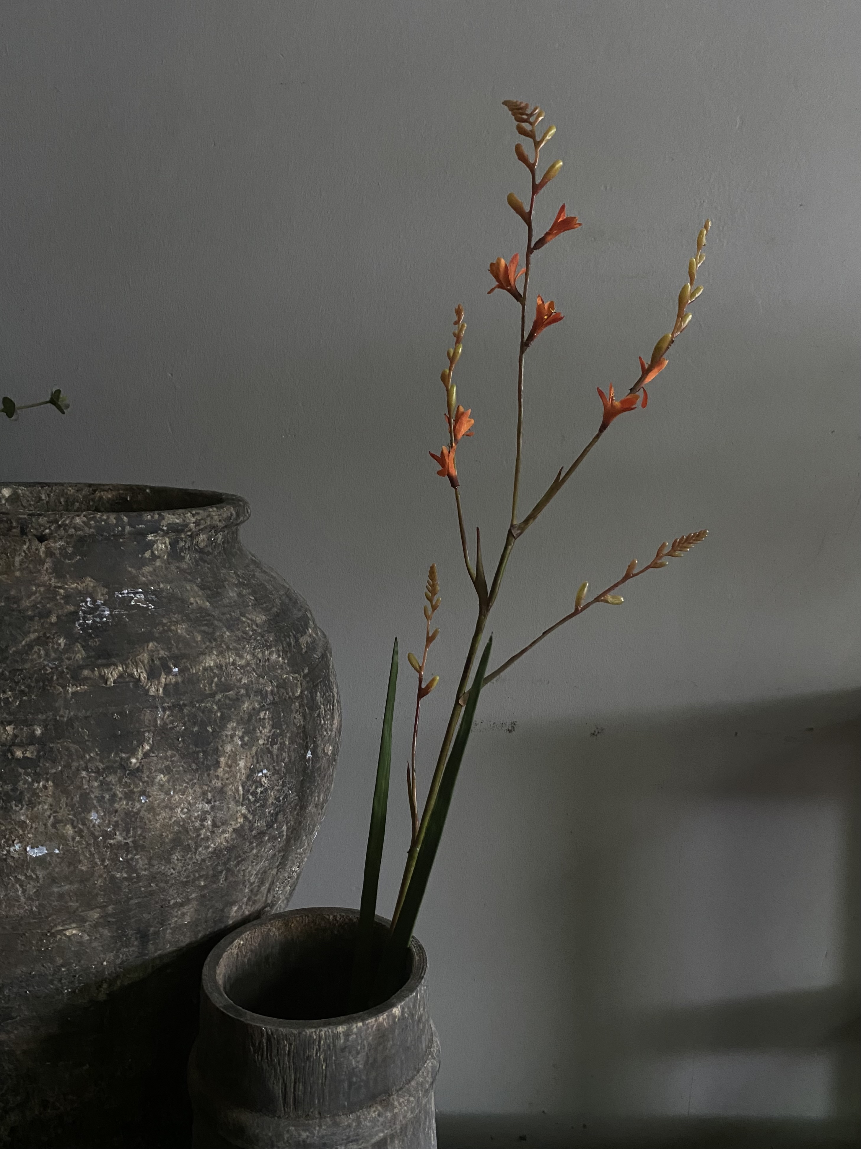 Crocosmia 99 cm Oranje