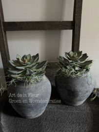 Steker |  Echeveria 18 cm