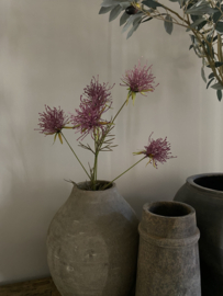 Grevillea 74 cm