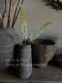 Eremurus wit | groen 75 cm