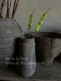 Eremurus groen 58 cm