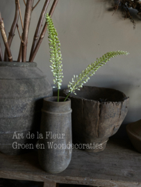 Eremurus wit | groen 75 cm