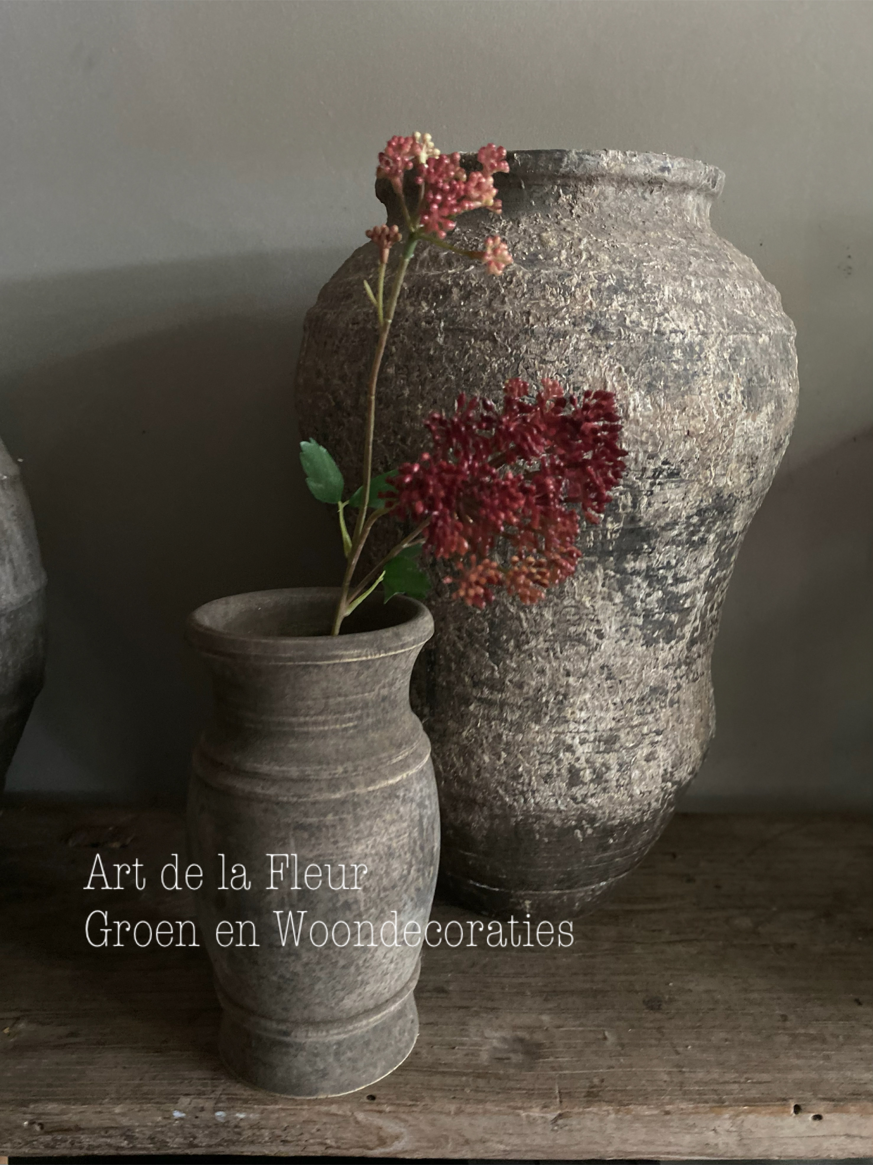 Angelica Herfst verkleuring 64 cm