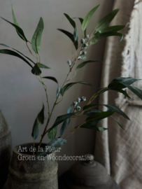 Eucalyptus met klokjes
