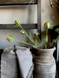 Nigella tak met 3 knopjes 56 cm
