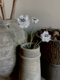 Korenbloem wit  61 cm