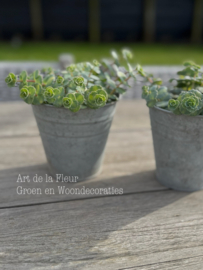 Sedum plantje sterk en mooie herfstverkleuring t.z.t.