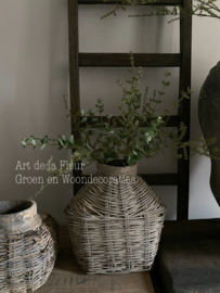 Basis takken 2 x Wilde Asparagus en 3 x mini Eucalyptus