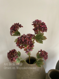 Hortensia Burgundy 95 cm