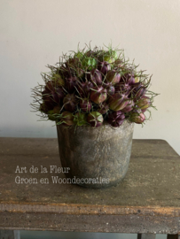 Setje | Beton potje recht Olive  S ong 11 x 13 incl Nigella boeketje