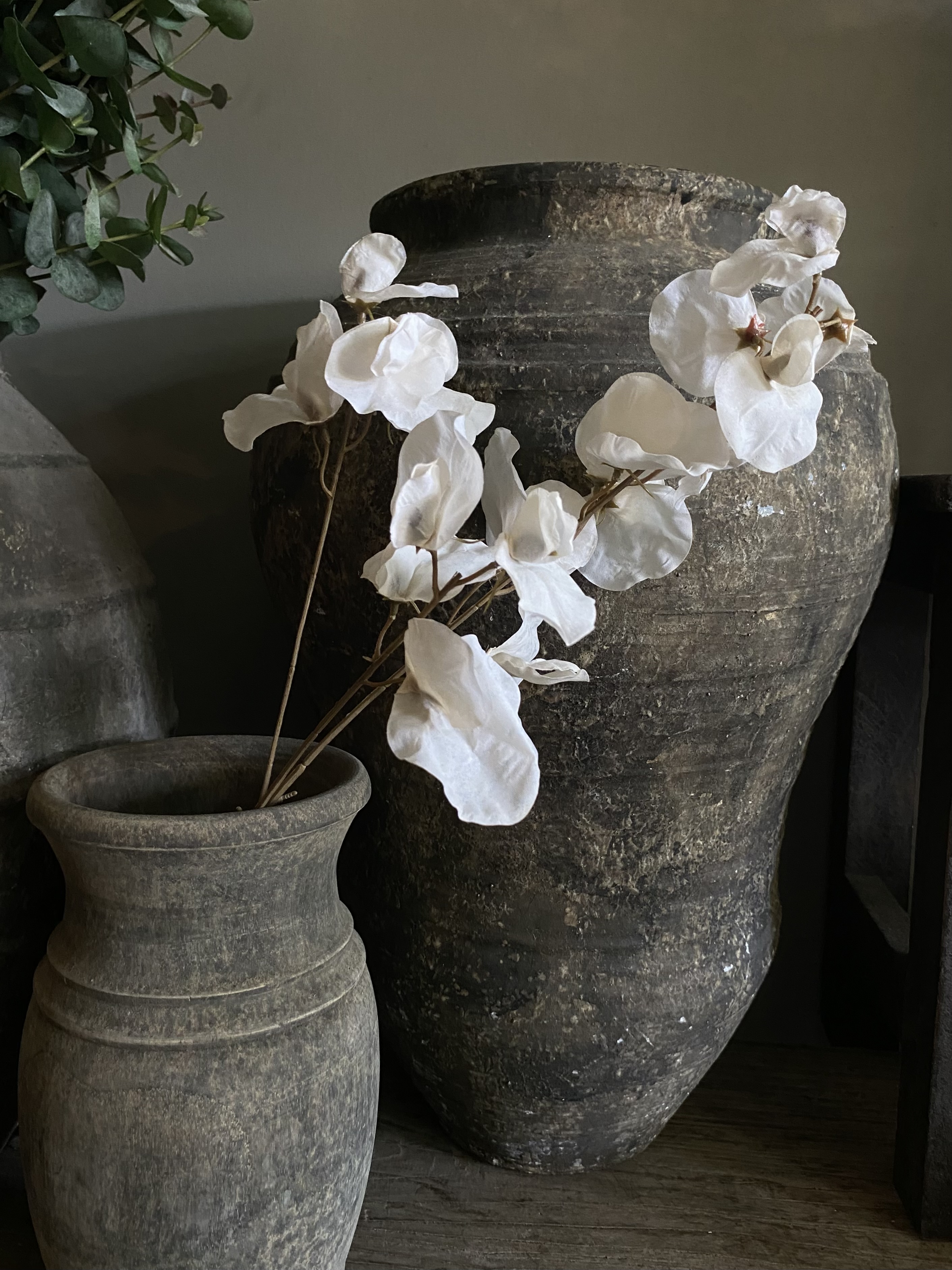 Lathyrus dried look 76 cm Crème