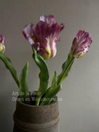 Papegaai tulp de luxe gemêleerd donker  51 cm