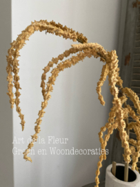 Amaranthus Hanging Spray Brown 104 cm