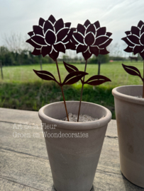 Roest tuinsteker Dahlia 38 cm