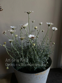 Marokkaanse Margriet wit potmaat 17 cm