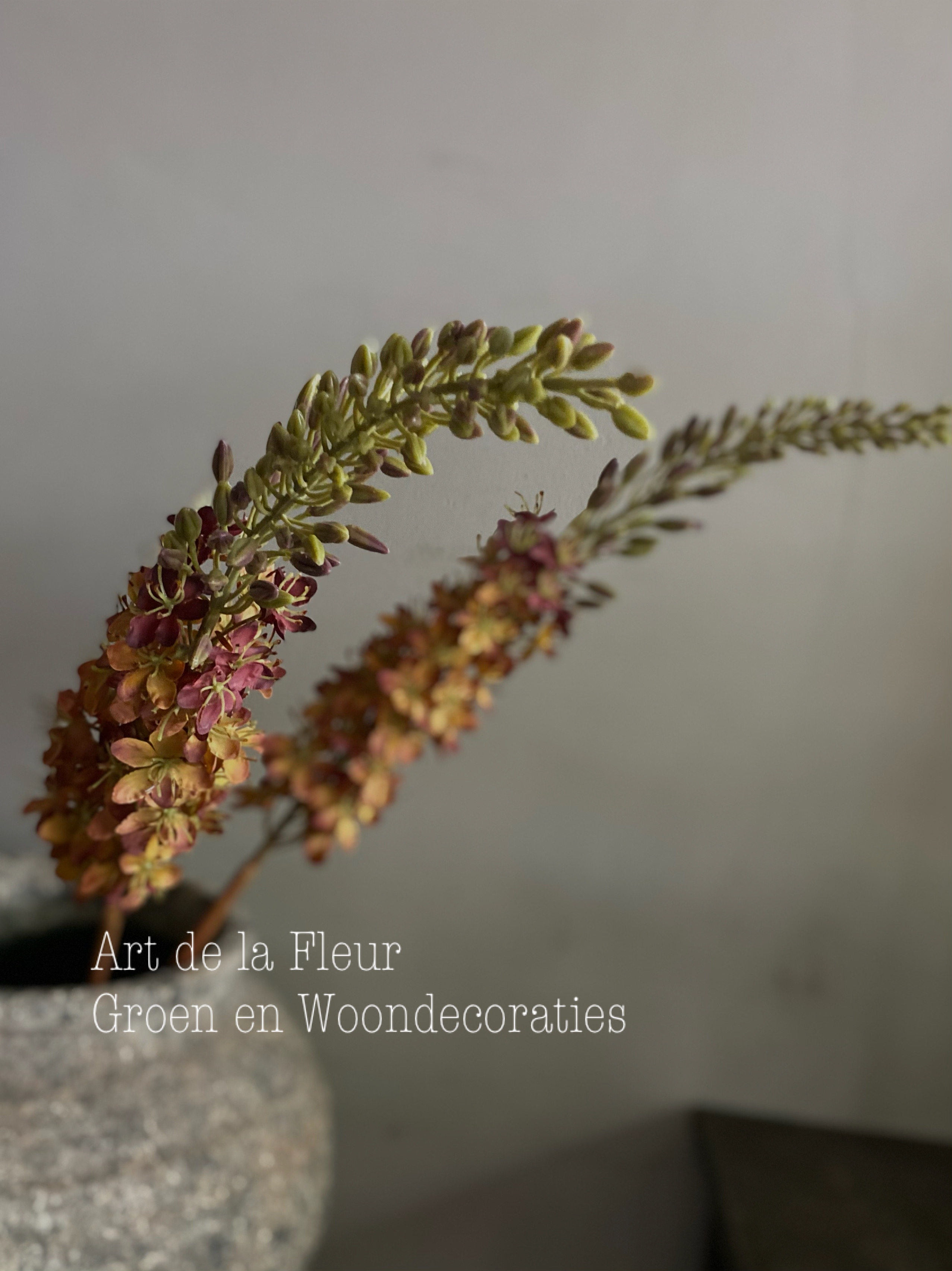 Eremurus Bruin 106 cm