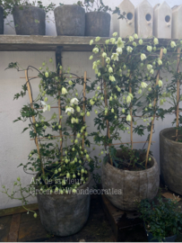 Clematis Avalanche 70 cm op rek
