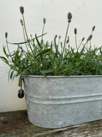 Plant | Lavendel paars fijn soortje ( vaste plant )