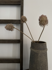 Bosje van 3 Allium zeer subtiel van kleur