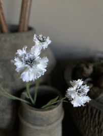Korenbloem wit  61 cm