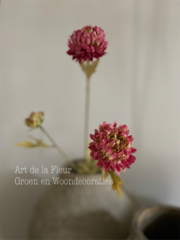 Aster 70 cm