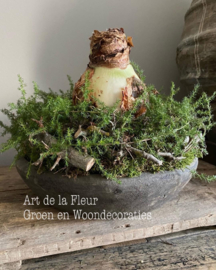 Grof kransje met Wilde Asparagus en XXL Amaryllis bol wit ( excl schaal )!