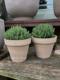 Tijm plant  incl Terra Cotta pot