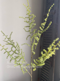 Kunst tak Wilde Asparagus gras groen 5 vertakkingen