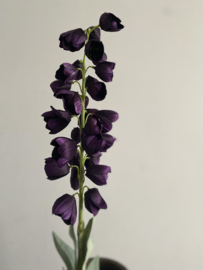Fritillaria 96 cm Donker Paars
