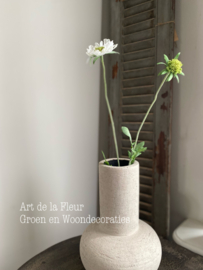 Scabiosa wit enkel 71 cm
