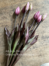 Knop Tulpjes 7 stuks ingetogen van kleur / donker blad  Met Gagel