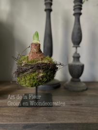 Amaryllisbol M opgemaakt met mos en Salim incl statief