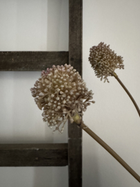 Bosje van 3 Allium zeer subtiel van kleur