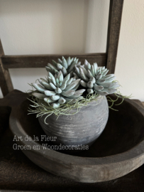 Steker | Succulent 18 x 11 cm per stuk