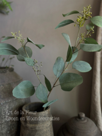 Eucalyptus seed spray 92 cm