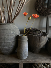 Klaproos donker oranje met knop