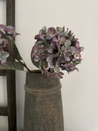 Hortensia Alletta 14 x 14 x 40 purper gemêleerd
