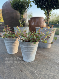 Zink | Muehlenbeckia mini incl zinken potje  9 x 9