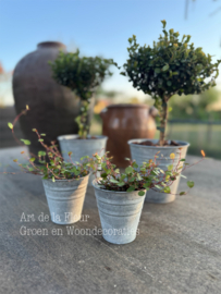 Zink | Mirthe boompje incl zinken pot en houtsnippers