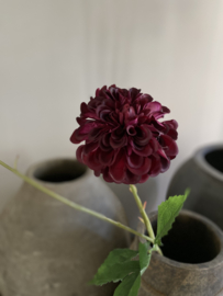 Dahlia Hillcrest Bordeaux 69 cm