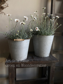 Marokkaanse Margriet wit potmaat 17 cm