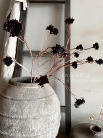 Cornflower | Burgundy Real Touch 89 cm