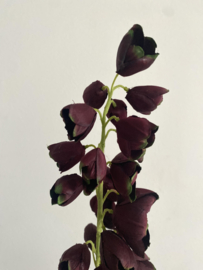 Fritillaria 96 cm Bordeaux