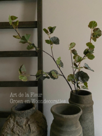 Geranium blad 120 cmprachtig gemêleerd