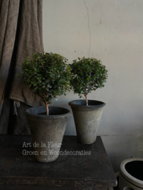 Mini Mirthe boompje incl Handgebakken pot