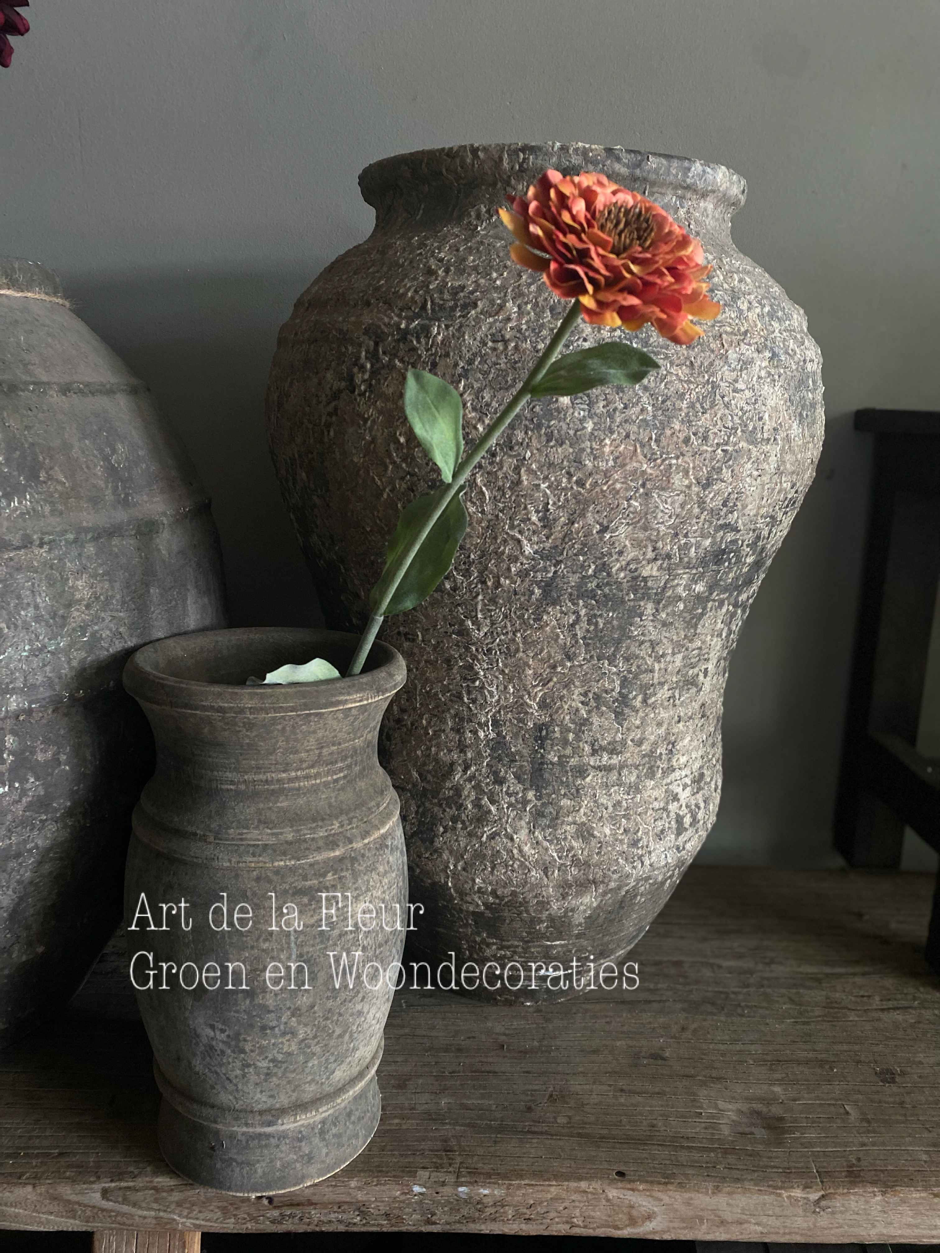 Zinnia Donker Oranje  43 cm