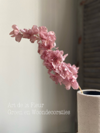 Zacht roze  Delphinium 70 cm
