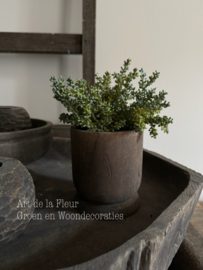 Steker | mini plant ( vetplant soortje ) 25 cm