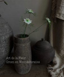 Nigella  drie bloemen op een steel